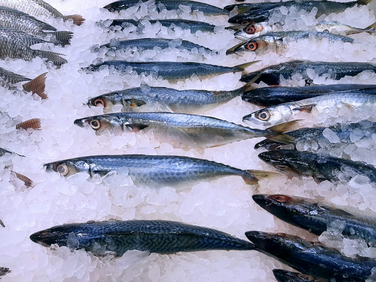 Cómo elegir entre las comercializadoras de pescado congelado - Toscamare, congelados frescos del mar